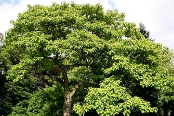 ممنوعیت واردات پالونیا به کشور
