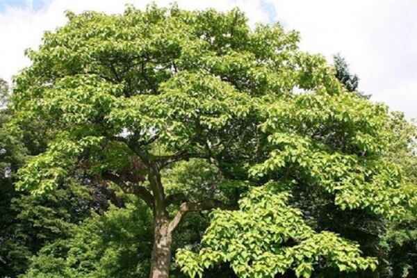 ممنوعیت واردات پالونیا به کشور