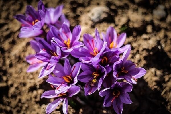 برگزاری جشنواره ملی عکس زعفران به میزبانی تربت حیدریه و زاوه