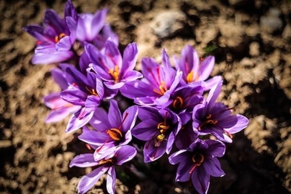 برگزاری جشنواره ملی عکس زعفران به میزبانی تربت حیدریه و زاوه