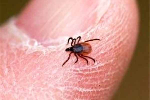 تب کنگو تلفات انسانی در خراسان رضوی نداشته است