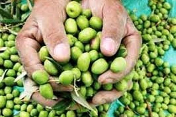 برداشت ارقام روغنی زیتون از اواخر مهر