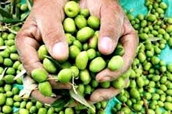 برداشت ارقام روغنی زیتون از اواخر مهر