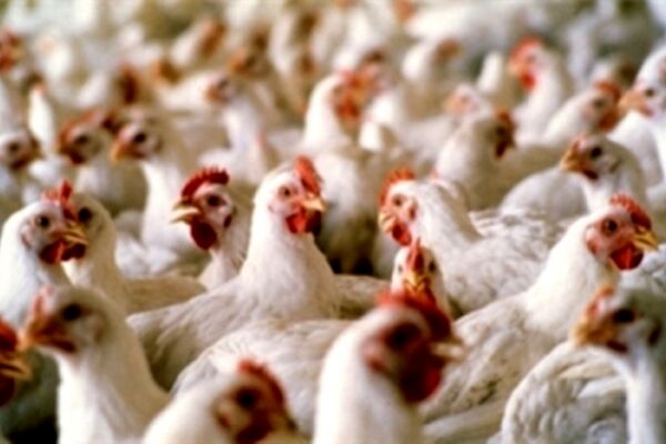 20 درصد مرغداری های خراسان رضوی غیر مجازند