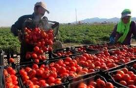 برداشت گوجه فرنگی در نیشابور 20 درصد افزایش یافت