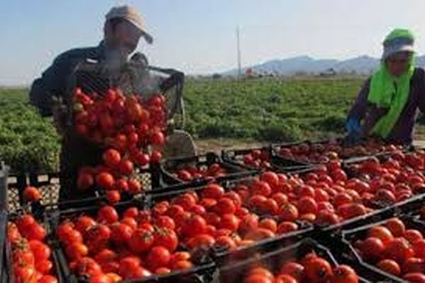 برداشت گوجه فرنگی در نیشابور 20 درصد افزایش یافت