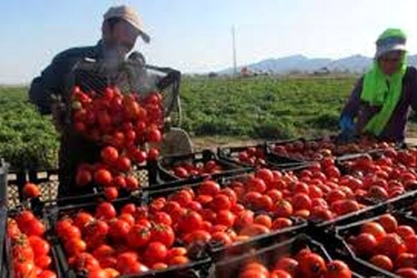 برداشت گوجه فرنگی در نیشابور 20 درصد افزایش یافت