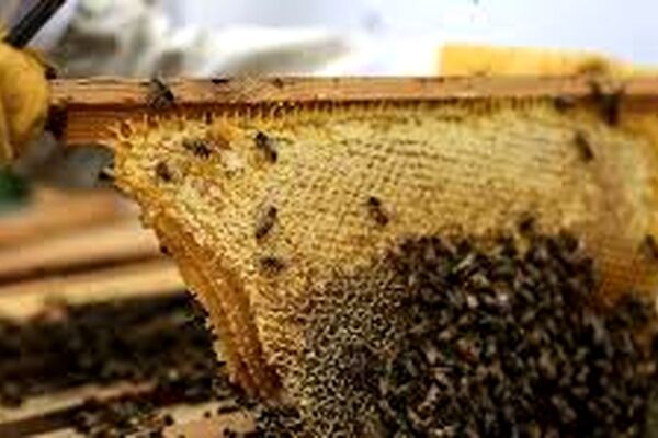 آغاز آمارگیری از زنبورستان‌های خراسان رضوی