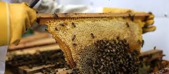 آغاز آمارگیری از زنبورستان‌های خراسان رضوی