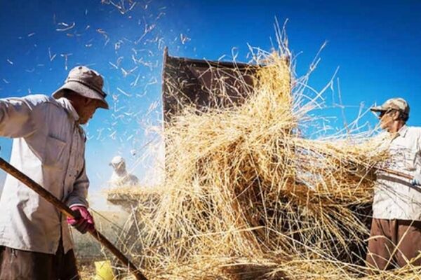 گندمکاران چشم انتظار نرخ خرید تضمینی