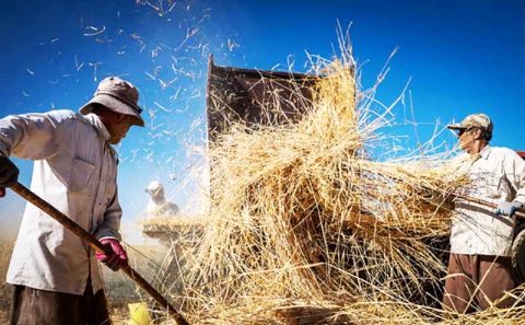 گندمکاران چشم انتظار نرخ خرید تضمینی