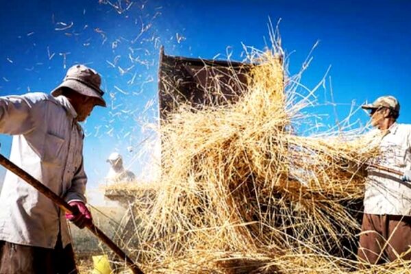 گندمکاران چشم انتظار نرخ خرید تضمینی