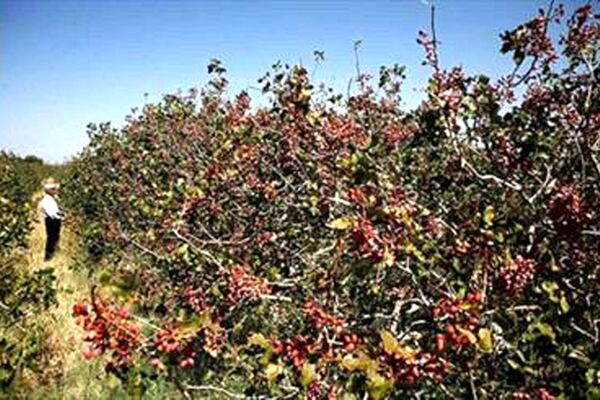 پروژه استفاده عموم مردم از باغات آستان قدس به کجا رسید؟