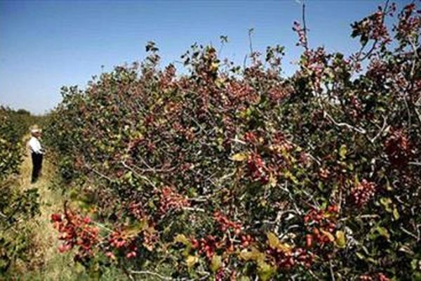 پروژه استفاده عموم مردم از باغات آستان قدس به کجا رسید؟