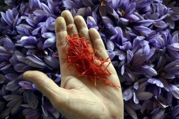کاهش ۶۰ درصدی فروش زعفران در بازار داخلی؛ قیمت تمام‌شده زعفران برای خارجی‌ها بسیار ارزان