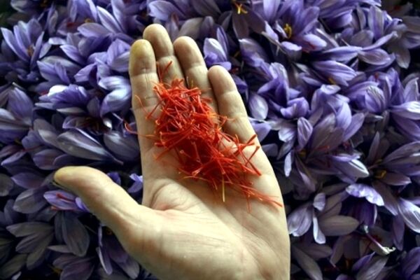 کاهش ۶۰ درصدی فروش زعفران در بازار داخلی؛ قیمت تمام‌شده زعفران برای خارجی‌ها بسیار ارزان