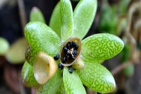 سرفه‌های پاییزی را با خرفه متوقف کنید/ درمانی جادویی برای ریزش مو