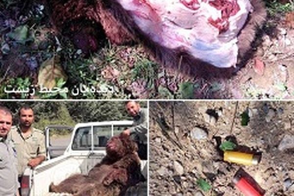 دستگیری چند نفر در حال تکه کردن این خرس برای کباب!