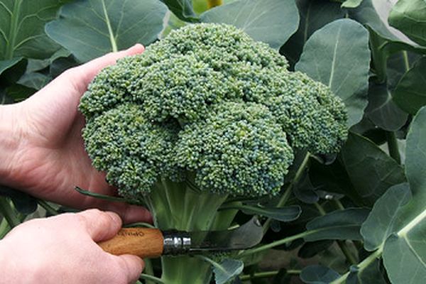 چگونه در خانه کلم بروکلی بکاریم؟