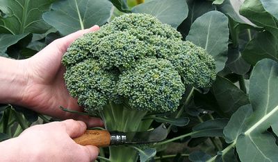 چگونه در خانه کلم بروکلی بکاریم؟