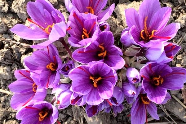 زعفران از سبد کالای اساسی مردم حذف شد؛ افزایش قیمت ۱۰۰ درصدی طلای سرخ