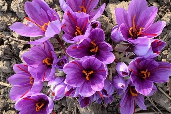 زعفران از سبد کالای اساسی مردم حذف شد؛ افزایش قیمت ۱۰۰ درصدی طلای سرخ