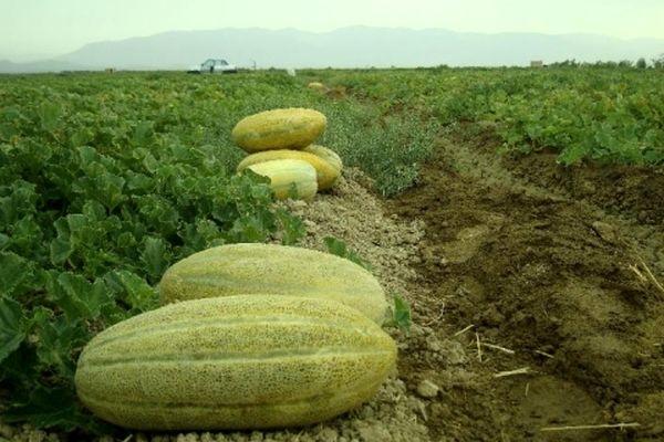 تولید خربزه در خوشاب 25 درصد کاهش یافت