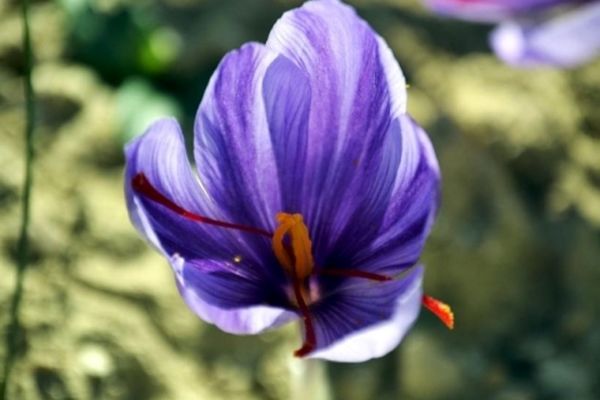 دست دلالان زعفران دراز است و حمایت دولت کوتاه؛ کشاورز روز به روز مقروض‌تر می‌شود