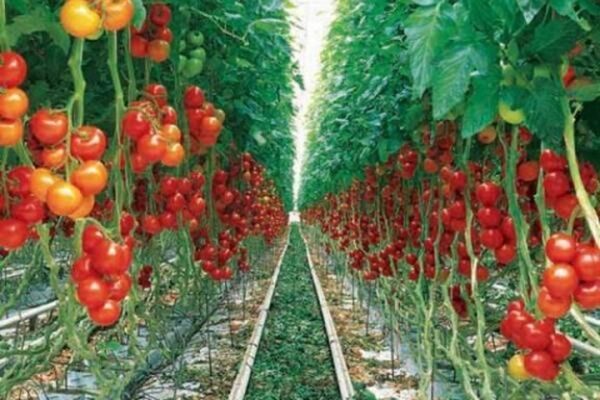 پیش‌بینی تولید 469 هزار تن گوجه‌فرنگی در خراسان رضوی