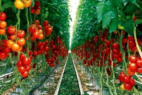 پیش‌بینی تولید 469 هزار تن گوجه‌فرنگی در خراسان رضوی