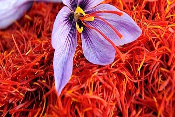 نوسانات ارزی صادرات زعفران را مختل میکند/ بورس هیچ کمکی به بازار زعفران نکرد