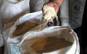 عرضه برنج وارداتی به قیمت مصوب