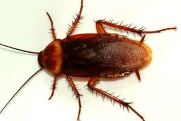 آیا سوسک ها مفید هستند؟