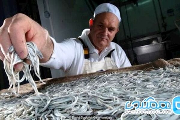 بچه مارماهی یکی از گرانترین غذاهای اسپانیا