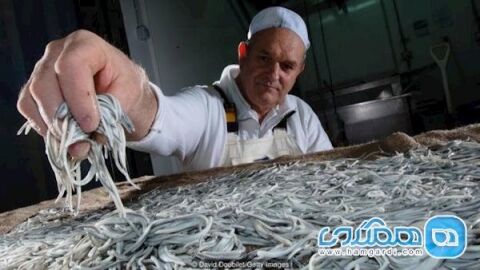 بچه مارماهی یکی از گرانترین غذاهای اسپانیا