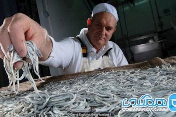 بچه مارماهی یکی از گرانترین غذاهای اسپانیا