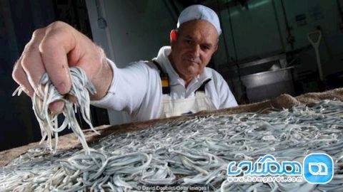 بچه مارماهی یکی از گرانترین غذاهای اسپانیا