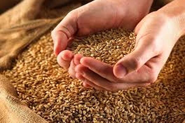 خرید تضمینی گندم و دانه‌های روغنی خراسان رضوی به پایان رسید