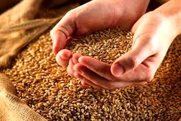 خرید تضمینی گندم و دانه‌های روغنی خراسان رضوی به پایان رسید