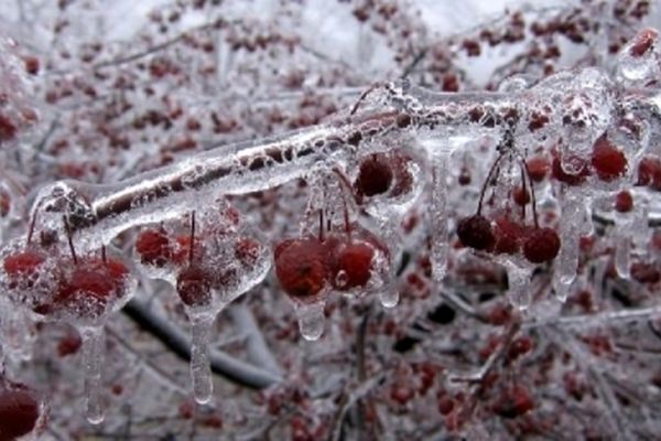 6 هزار میلیارد ریال خسارت به کشاورزان خراسان رضوی وارد شد