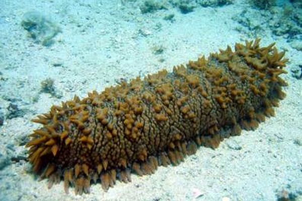 تا حالا خیار دریایی دیده بودید؟