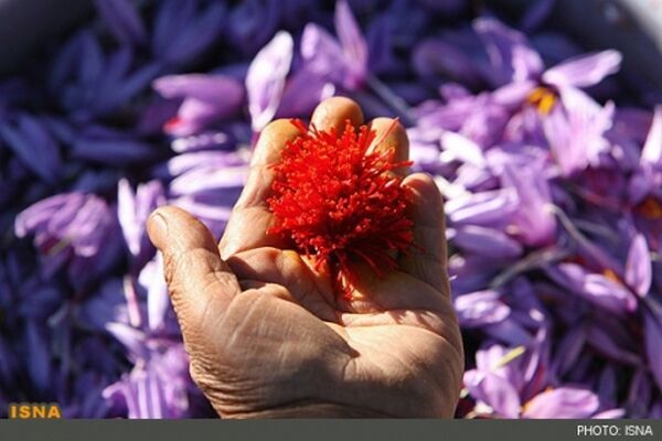 زعفران ایران به کام تجار افغان