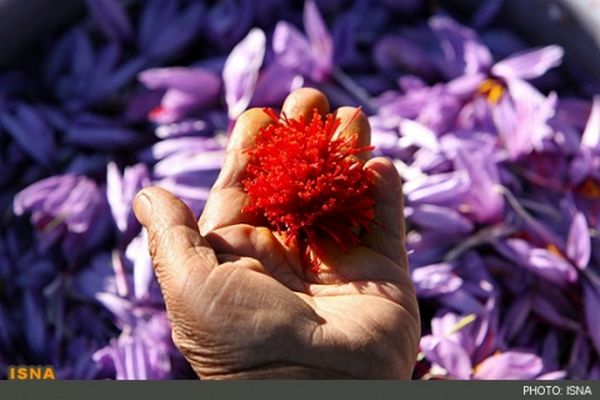 زعفران ایران به کام تجار افغان
