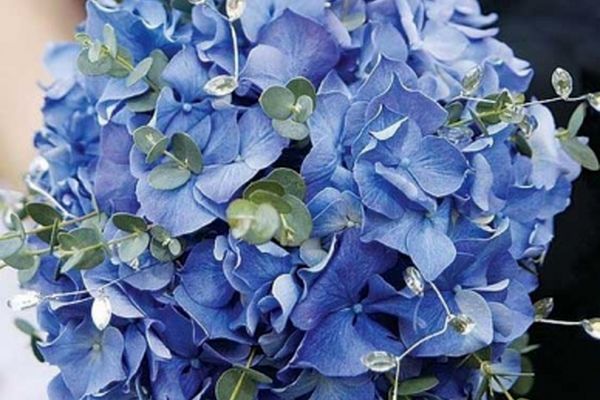 زیباترین مدل‌های دسته گل عروس با هورتانسیا