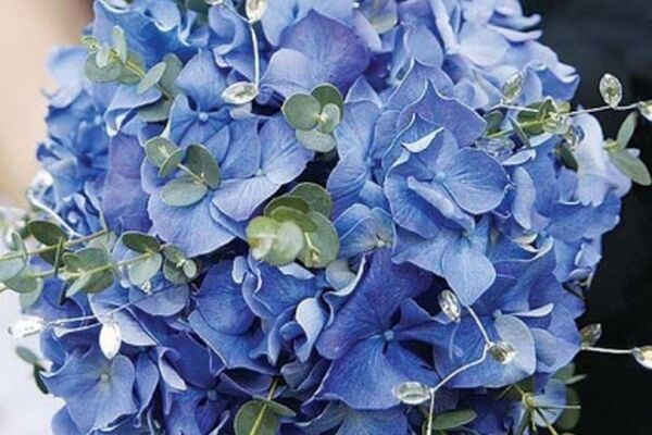زیباترین مدل‌های دسته گل عروس با هورتانسیا