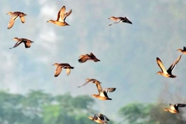 پرواز پاییزه ۵٠ هزار پرنده مهاجر در آسمان خراسان رضوی