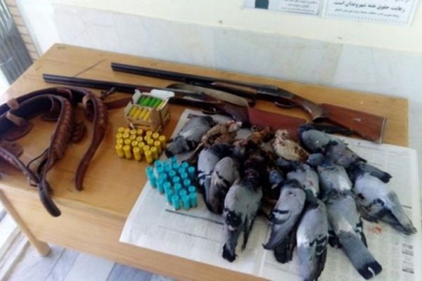 انهدام ۲ باند قاچاق پرندگان شکاری در خراسان رضوی
