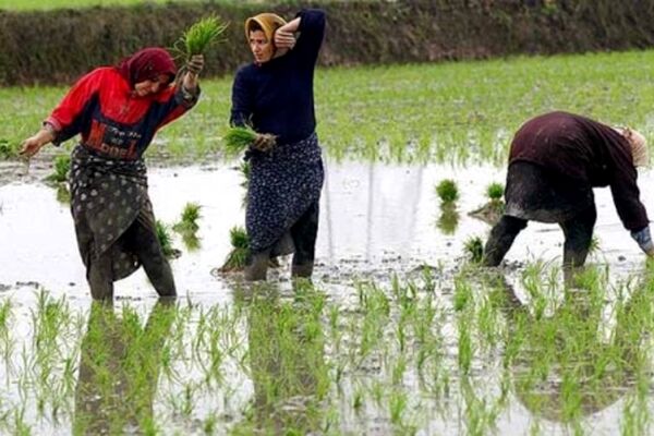 تصویب ممنوعیت‌ کشت برنج خارج از ۲ استان شمالی