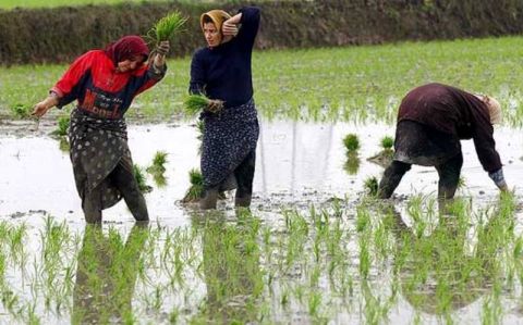 تصویب ممنوعیت‌ کشت برنج خارج از ۲ استان شمالی