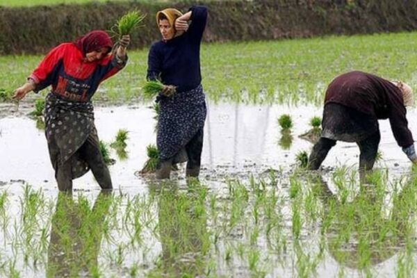 تصویب ممنوعیت‌ کشت برنج خارج از ۲ استان شمالی